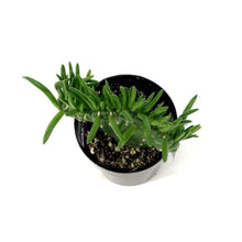 Load image into Gallery viewer, Cactus, 2.5in, A. subulata &#39;Crested Eve&#39;s Needle&#39; - Floral Acres Greenhouse &amp; Garden Centre
