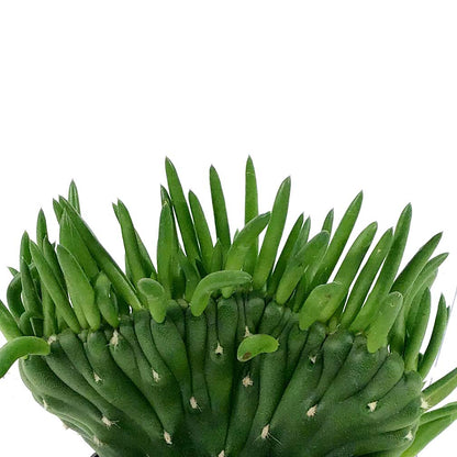 Cactus, 2.5in, A. subulata 'Crested Eve's Needle' - Floral Acres Greenhouse & Garden Centre