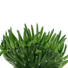 Load image into Gallery viewer, Cactus, 2.5in, A. subulata &#39;Crested Eve&#39;s Needle&#39; - Floral Acres Greenhouse &amp; Garden Centre
