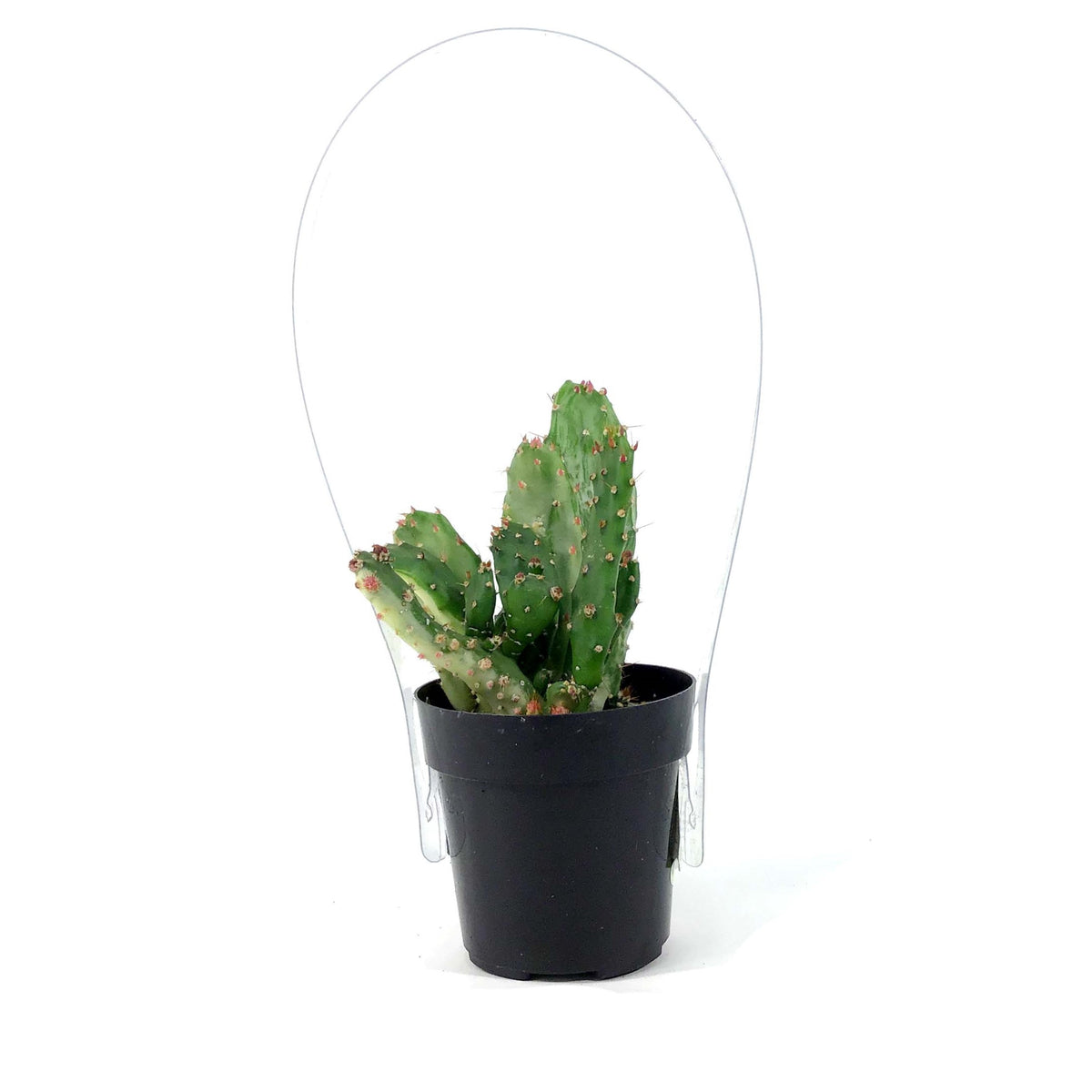 Cactus, 2.5in, Opuntia 'Variegated Joseph's Coat' - Floral Acres Greenhouse & Garden Centre