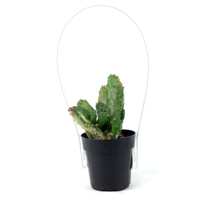 Cactus, 2.5in, Opuntia 'Variegated Joseph's Coat' - Floral Acres Greenhouse & Garden Centre
