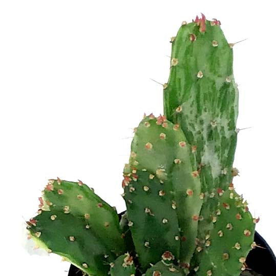 Cactus, 2.5in, Opuntia 'Variegated Joseph's Coat' - Floral Acres Greenhouse & Garden Centre