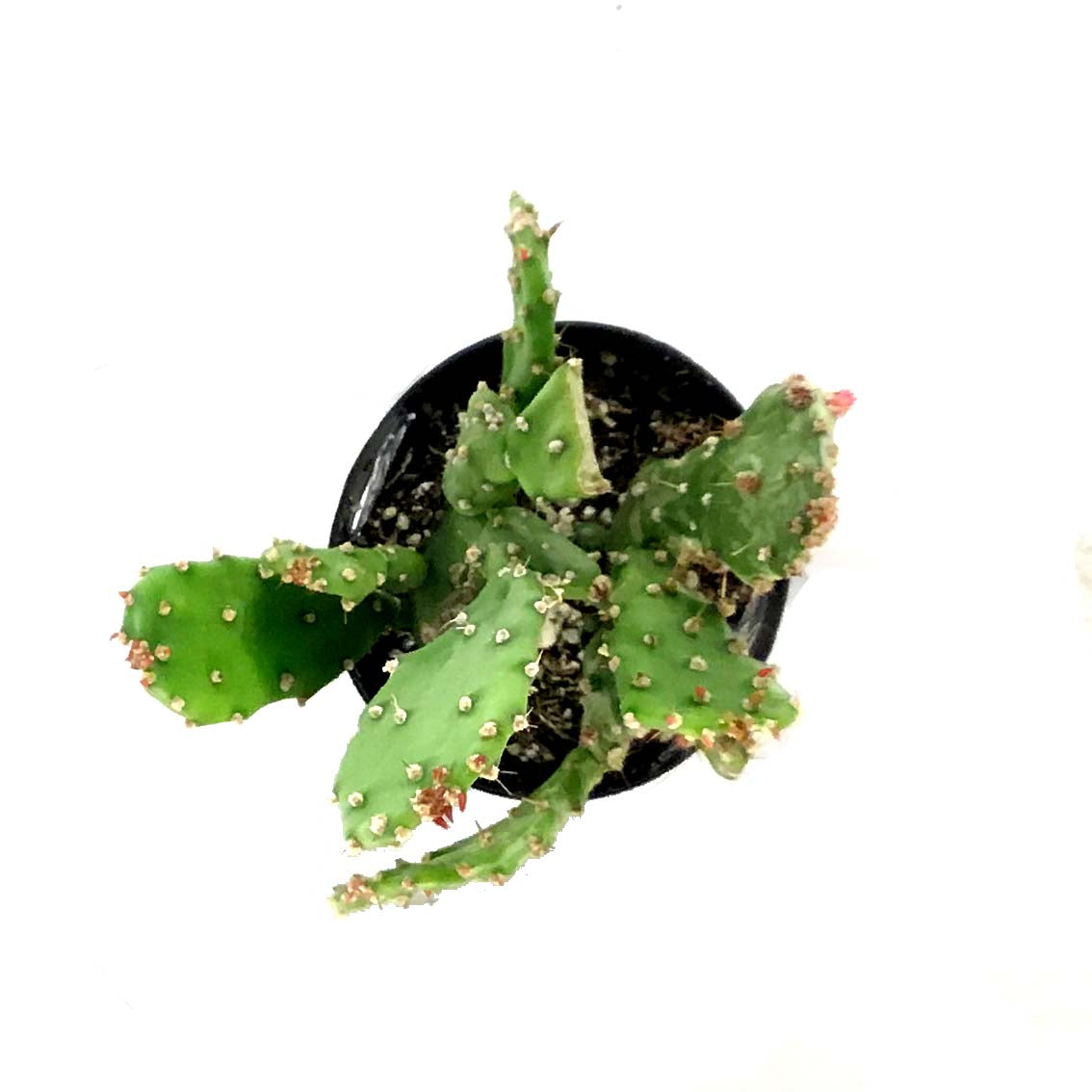 Cactus, 2.5in, Opuntia 'Variegated Joseph's Coat' - Floral Acres Greenhouse & Garden Centre