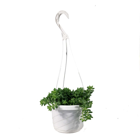 Burro's Tail, 6in HB, Sedum Morganianum - Floral Acres Greenhouse & Garden Centre