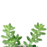 Burro's Tail, 6in HB, Sedum Morganianum - Floral Acres Greenhouse & Garden Centre