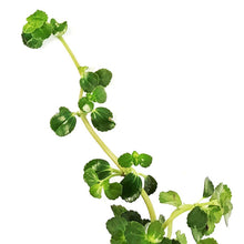 Load image into Gallery viewer, Pilea, 4in, Baby Tears Sao Paulo
