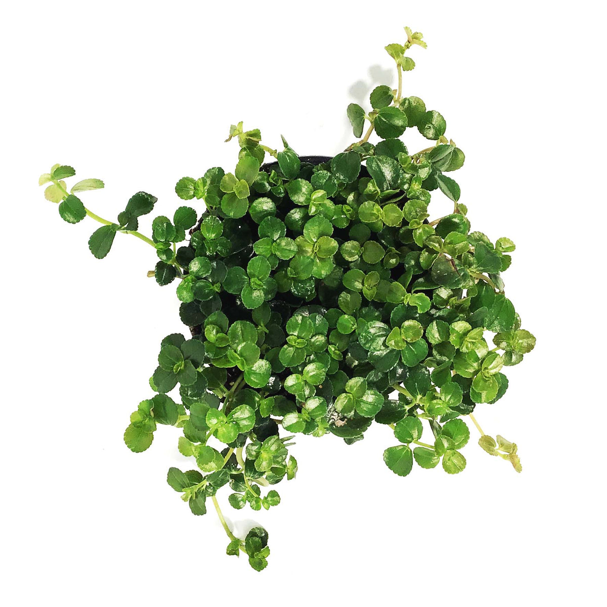 Pilea, 4in, Baby Tears Sao Paulo