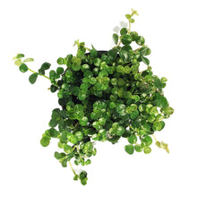 Load image into Gallery viewer, Pilea, 4in, Baby Tears Sao Paulo
