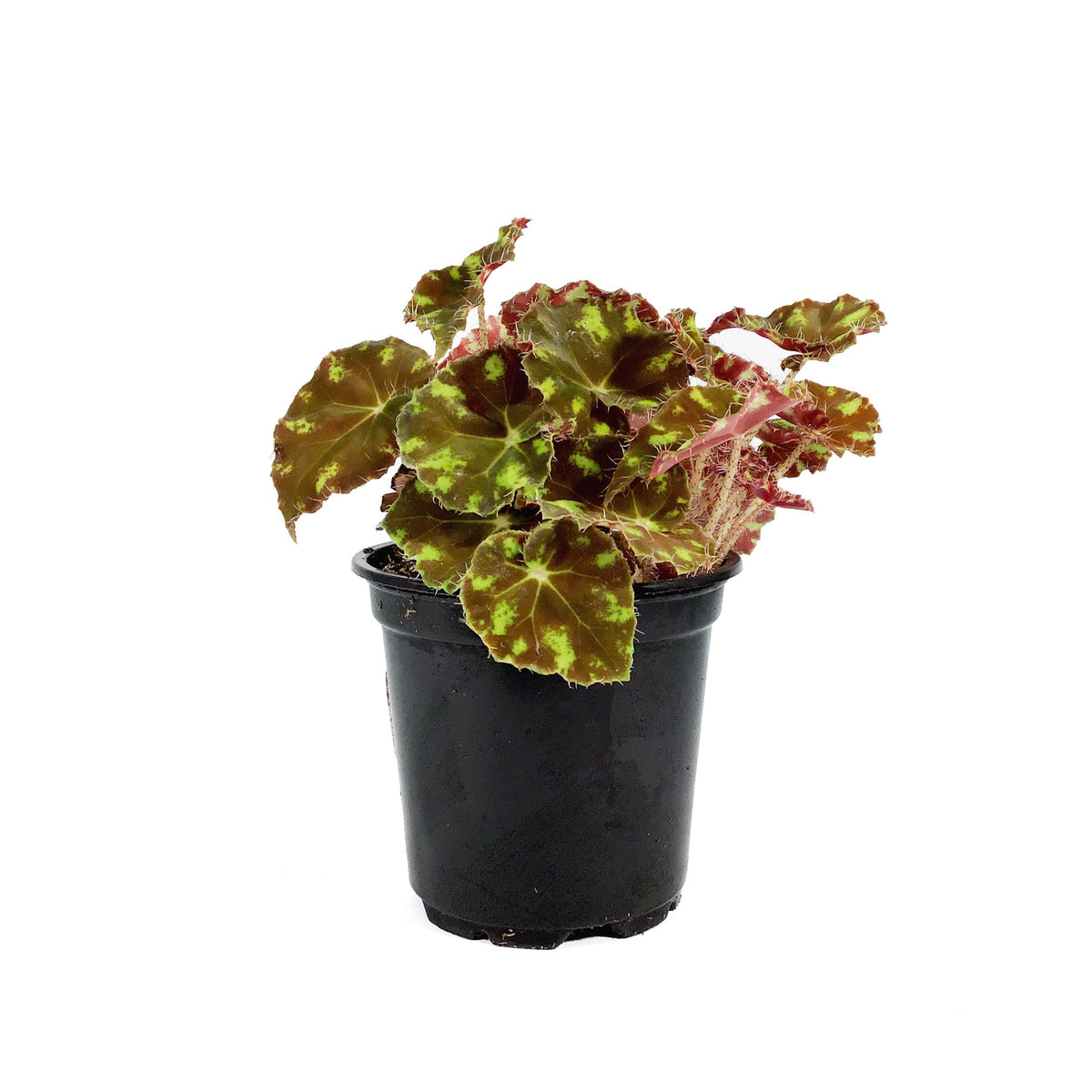 Begonia, 4in, Eyelash Tiger
