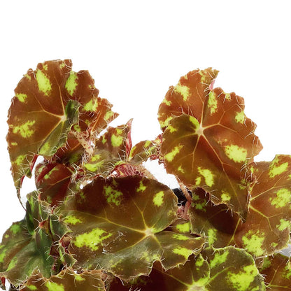 Begonia, 4in, Eyelash Tiger