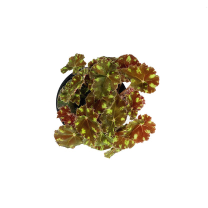 Begonia, 4in, Eyelash Tiger