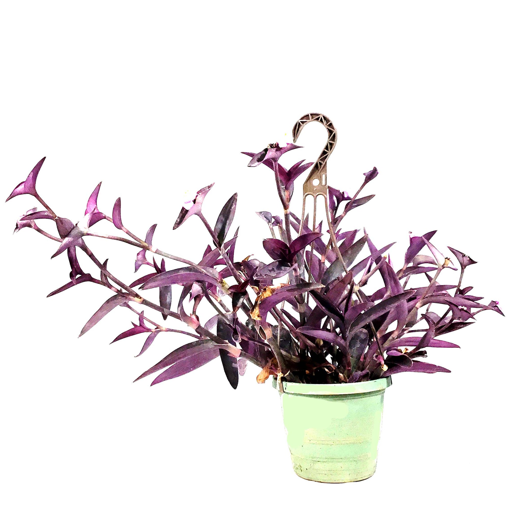 purple heart plant hanging basket Setcreasea, 6.5in Hanging Basket, Variegated – Floral Acres Greenhouse & Garden Centre