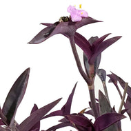Setcreasea, 6.5in Hanging Basket, Variegated