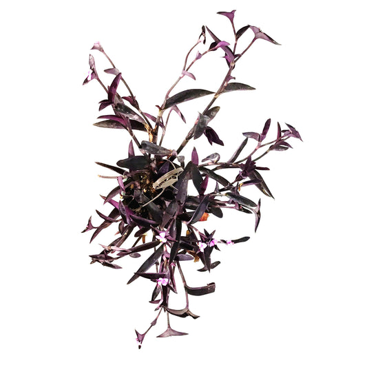 Setcreasea, 6.5in Hanging Basket, Variegated