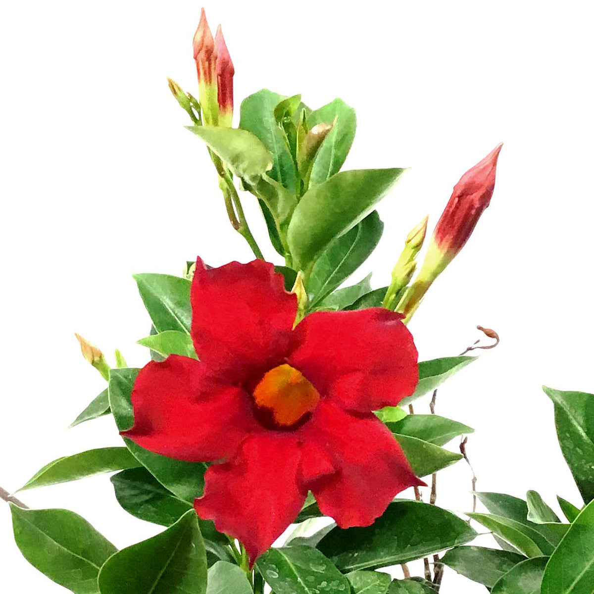 Mandevilla, 6.5in Hanging Basket, Dark Red