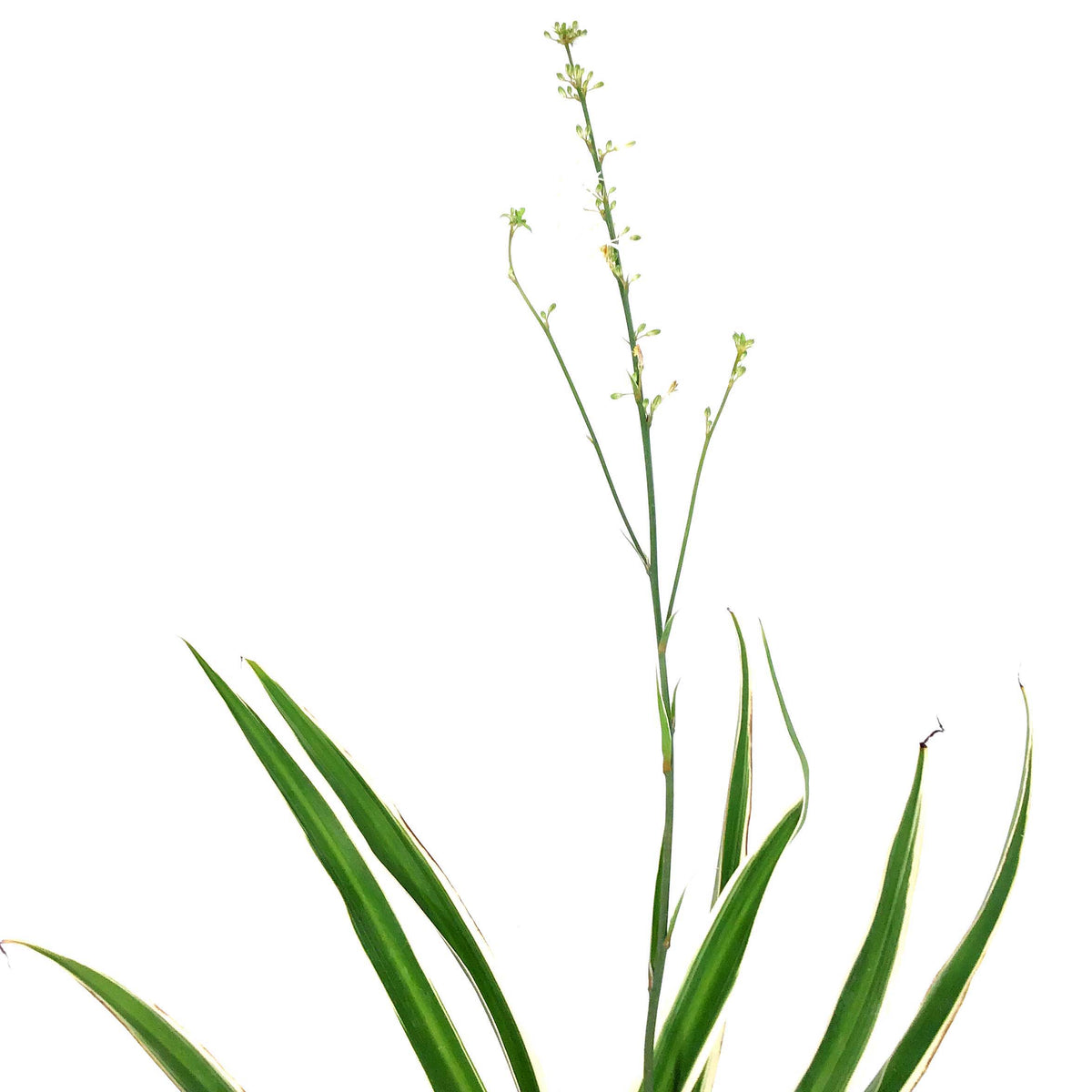 Spider Plant, 4in, White Edge