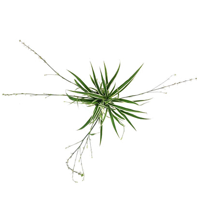 Spider Plant, 4in, White Edge