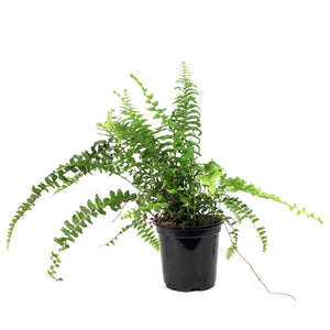 Fern, 4in, Boston