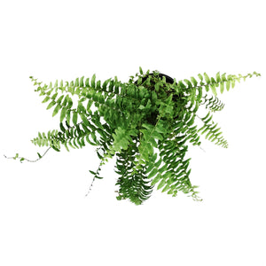 Fern, 4in, Boston