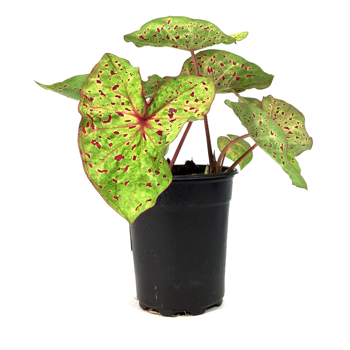 Caladium, 5in, Miss Muffett - Floral Acres Greenhouse & Garden Centre