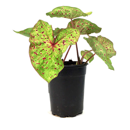 Caladium, 5in, Miss Muffett - Floral Acres Greenhouse & Garden Centre
