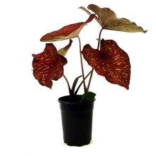 Load image into Gallery viewer, Caladium, 5in, Burning Heart - Floral Acres Greenhouse &amp; Garden Centre
