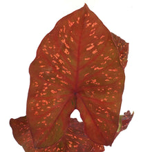Load image into Gallery viewer, Caladium, 5in, Burning Heart - Floral Acres Greenhouse &amp; Garden Centre
