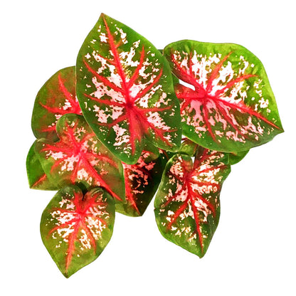 Caladium, 5in, Carolyn Whorton - Floral Acres Greenhouse & Garden Centre