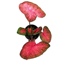 Load image into Gallery viewer, Caladium, 5in, Party Punch - Floral Acres Greenhouse &amp; Garden Centre
