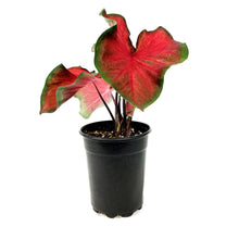 Load image into Gallery viewer, Caladium, 5in, Red Ruffles
