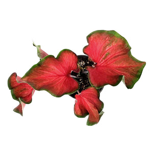 Caladium, 5in, Red Ruffles