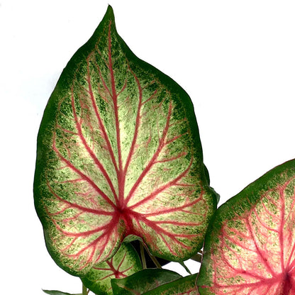 Caladium, 5in, Mount Everest - Floral Acres Greenhouse & Garden Centre