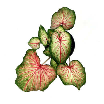 Caladium, 5in, Mount Everest - Floral Acres Greenhouse & Garden Centre