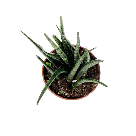 Sansevieria, 2in, Mikado - Floral Acres Greenhouse & Garden Centre
