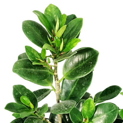 Ficus, 10in, Green Island Bush