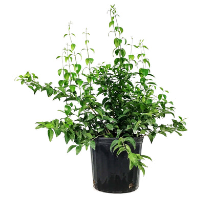 Jasmine, 10in, Simplicifolium Wax