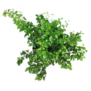 Jasmine, 10in, Simplicifolium Wax