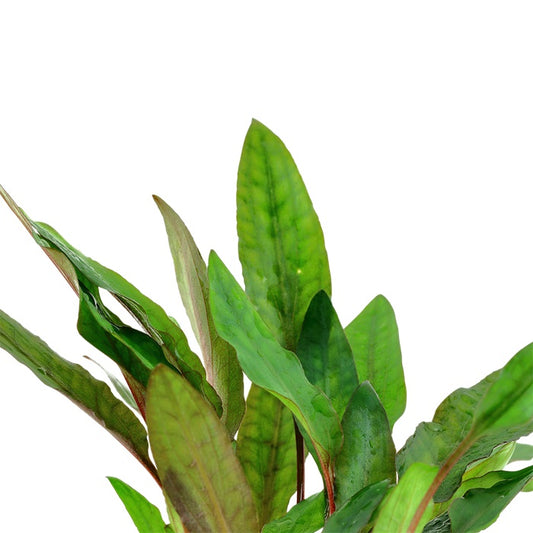 Cryptocoryne Beckettii Petchii, 2in