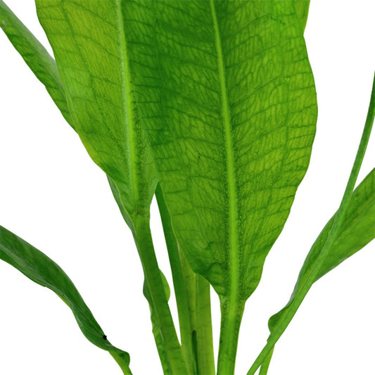 Echinodorus Grisebachii Bleherae, 2in