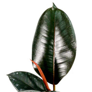 Ficus, 4in, Robusta