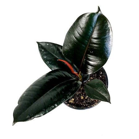 Ficus, 4in, Robusta