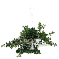 Goldfish Plant, 6in Hanging Basket