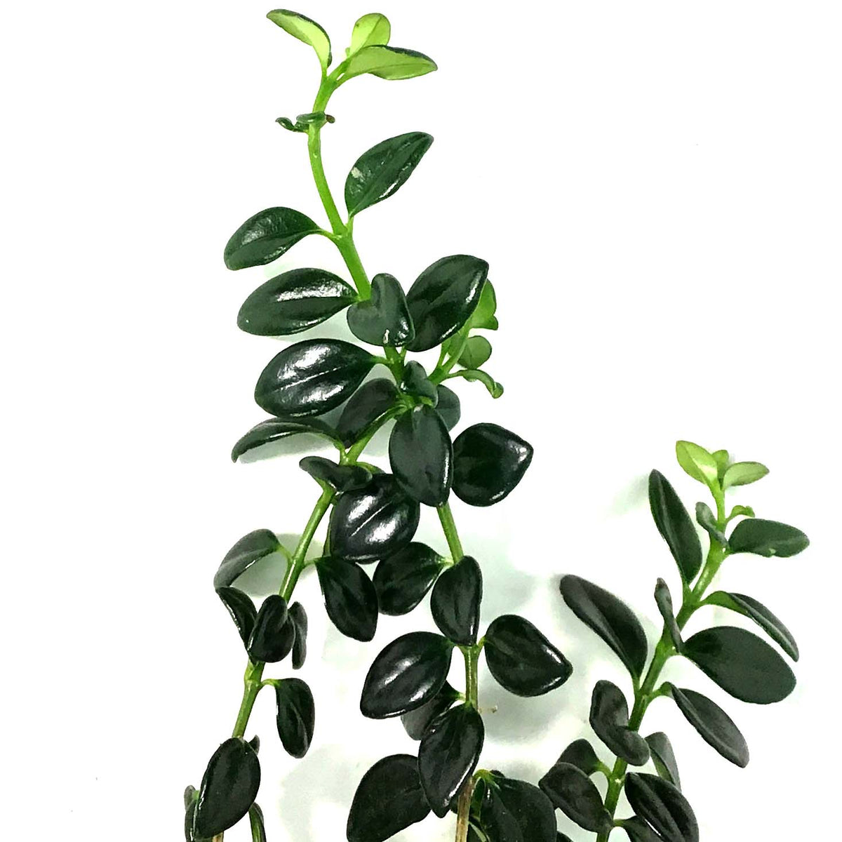 Goldfish Plant, 6in Hanging Basket
