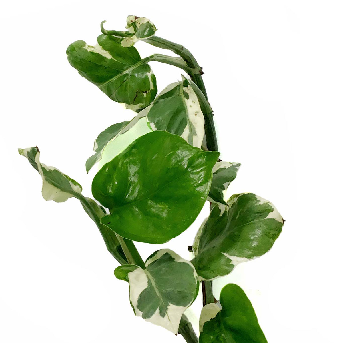 Pothos, 6in HB, Pearls & Jade