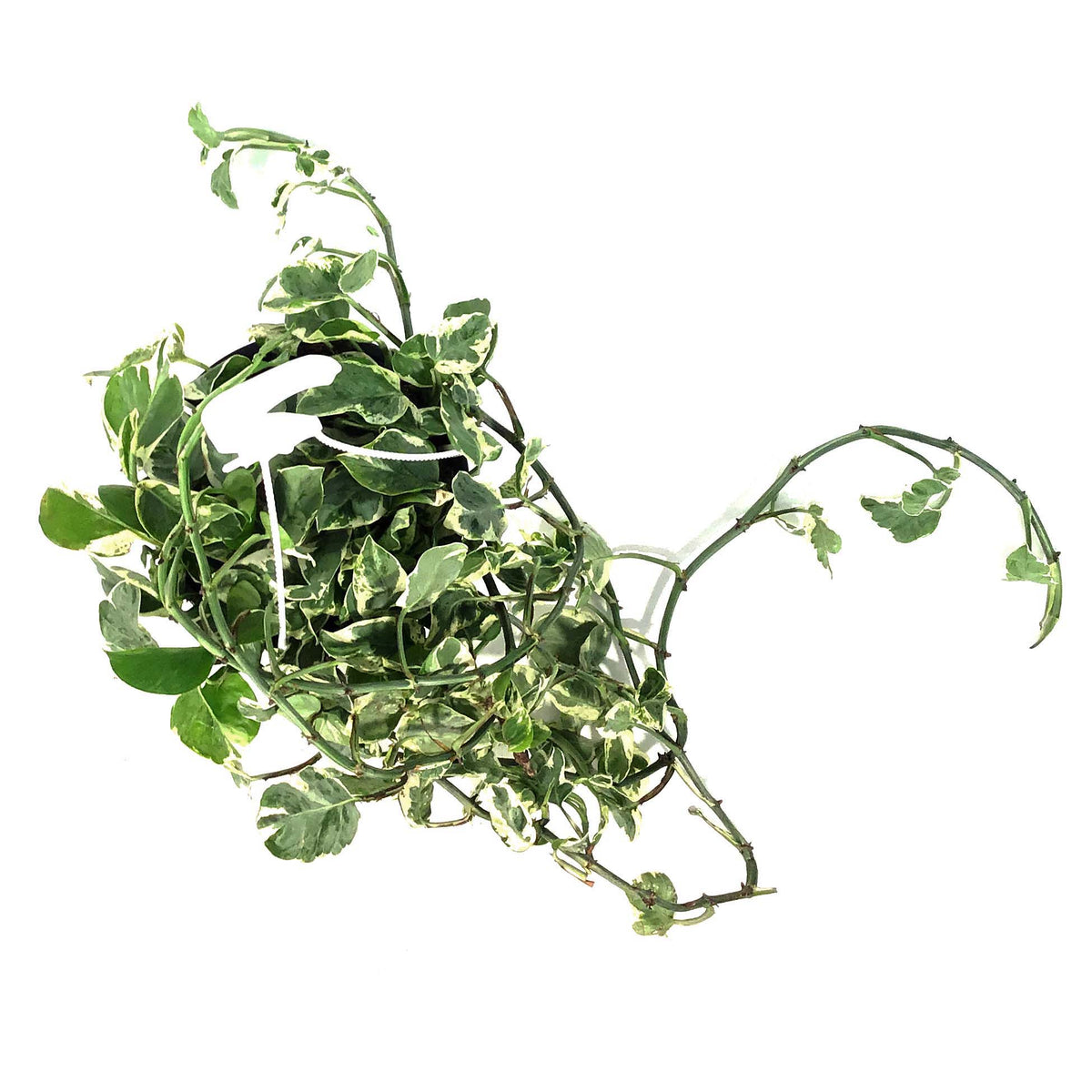 Pothos, 6in HB, Pearls & Jade