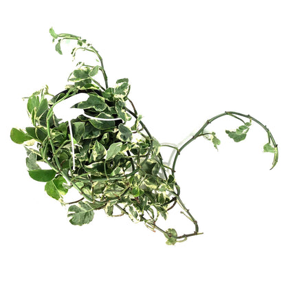 Pothos, 6in HB, Pearls & Jade