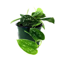 Scindapsus, 4in, Argyraeus
