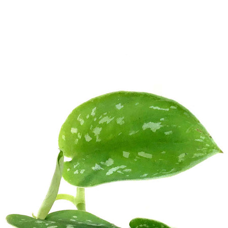 Scindapsus, 4in, Argyraeus