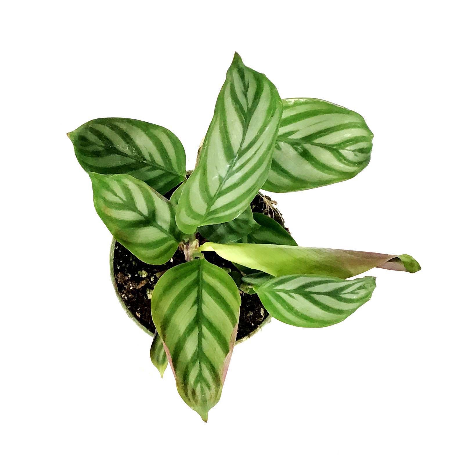 Ctenanthe, 4in, Oppenheimer