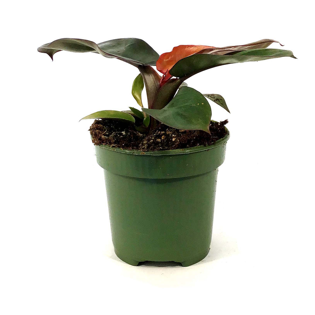 Philodendron, 4in, Black Cardinal